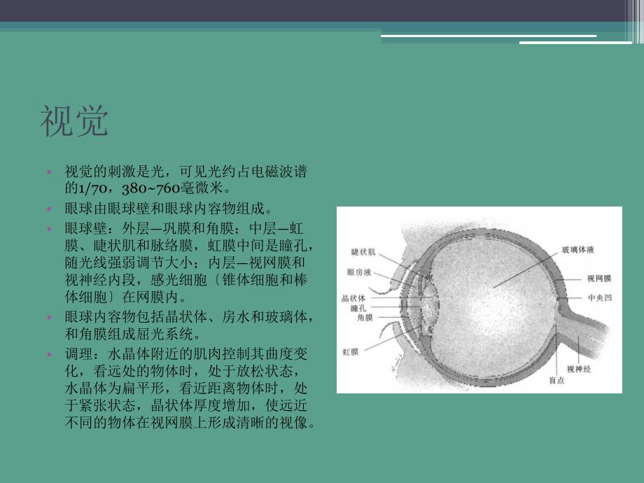 实验心理学第九讲感觉与知觉ppt课件_第3页