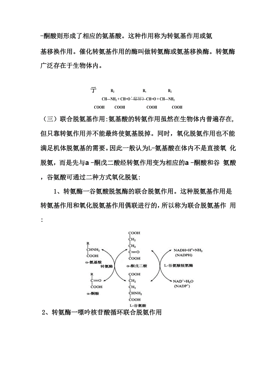 氨基酸代谢_第4页