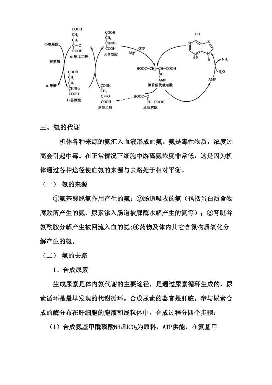 氨基酸代谢_第5页