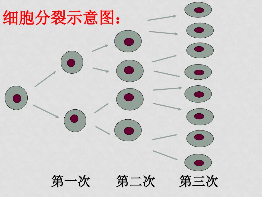 七年级数学 2.10有理数的乘方课件北师大版_第4页