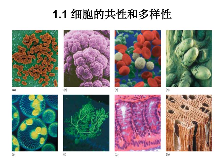 细胞分子生物学第1章生命源于细胞_第2页