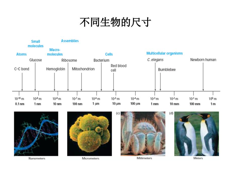 细胞分子生物学第1章生命源于细胞_第3页