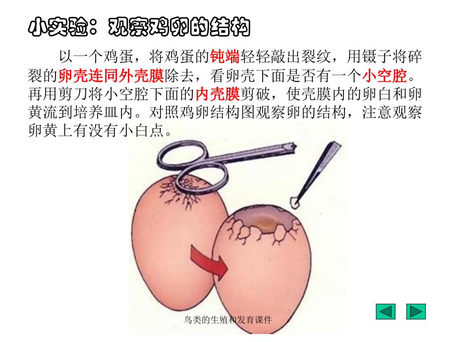 鸟类的生殖和发育课件_第2页