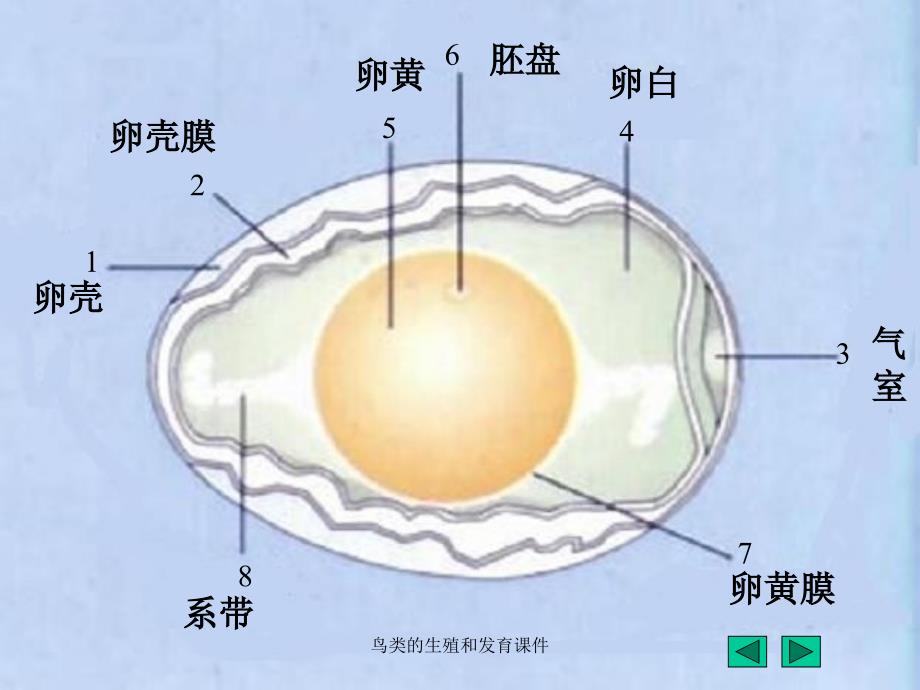 鸟类的生殖和发育课件_第3页