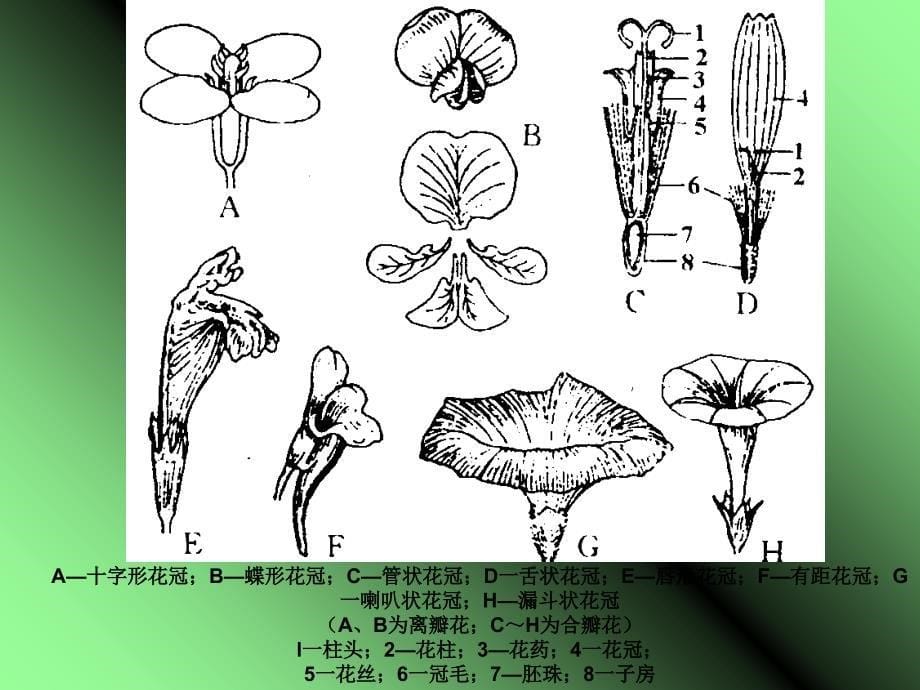 被子植物的生殖和生殖器官_第5页