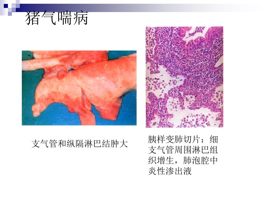 猪病彩色图谱(二)_第3页