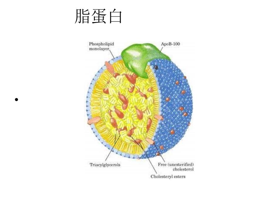 血脂异常与调脂药物_第3页