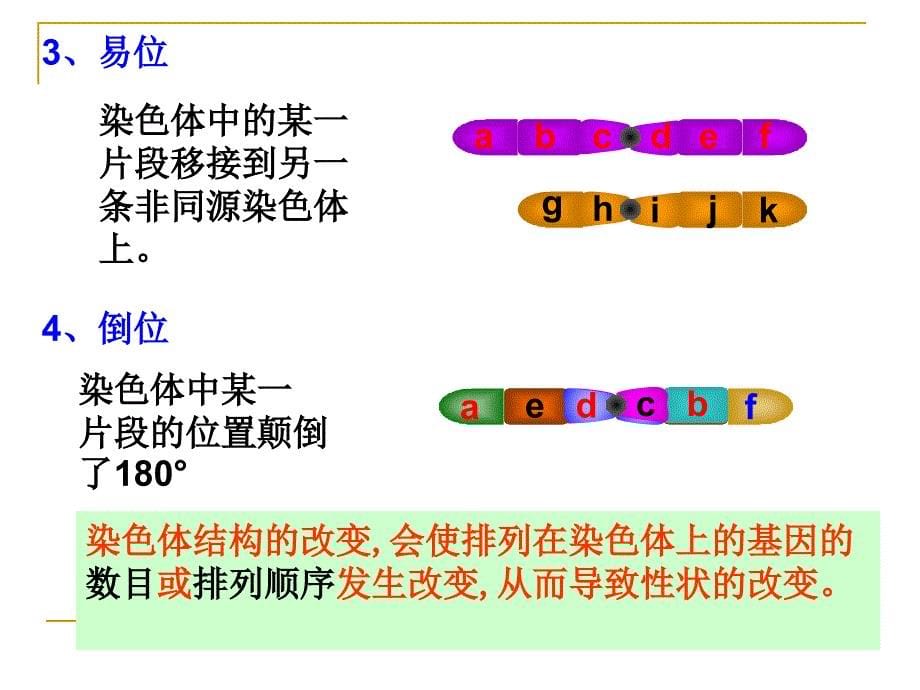 5.2染色体变异课件2王利_第5页