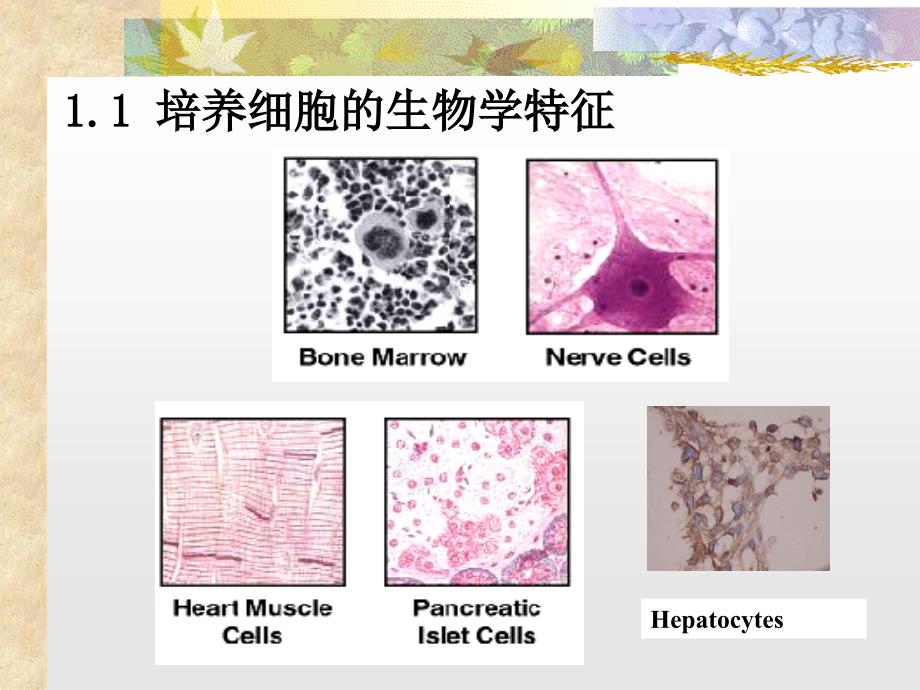 动物细胞培养技术.ppt_第3页