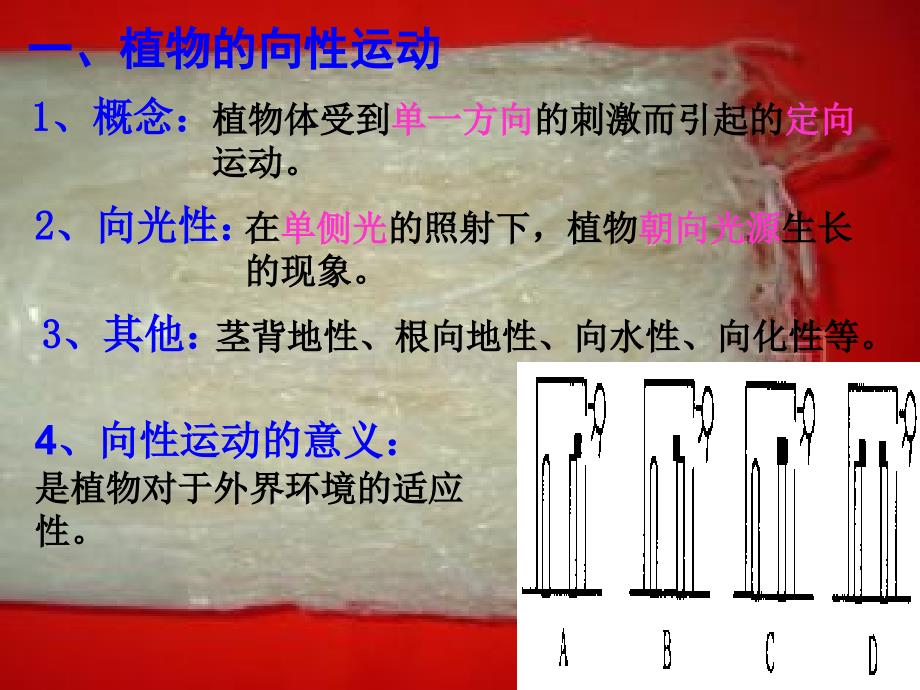 高中生物：植物生长素的发现_第3页