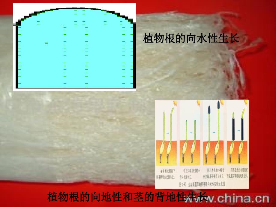 高中生物：植物生长素的发现_第4页