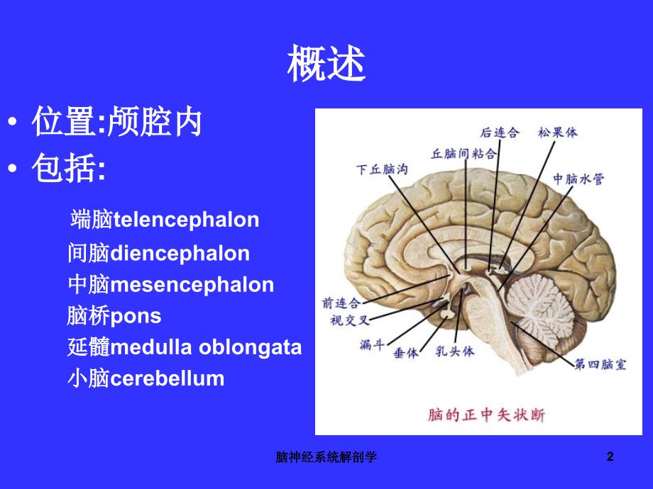 脑神经系统解剖学课件_第2页