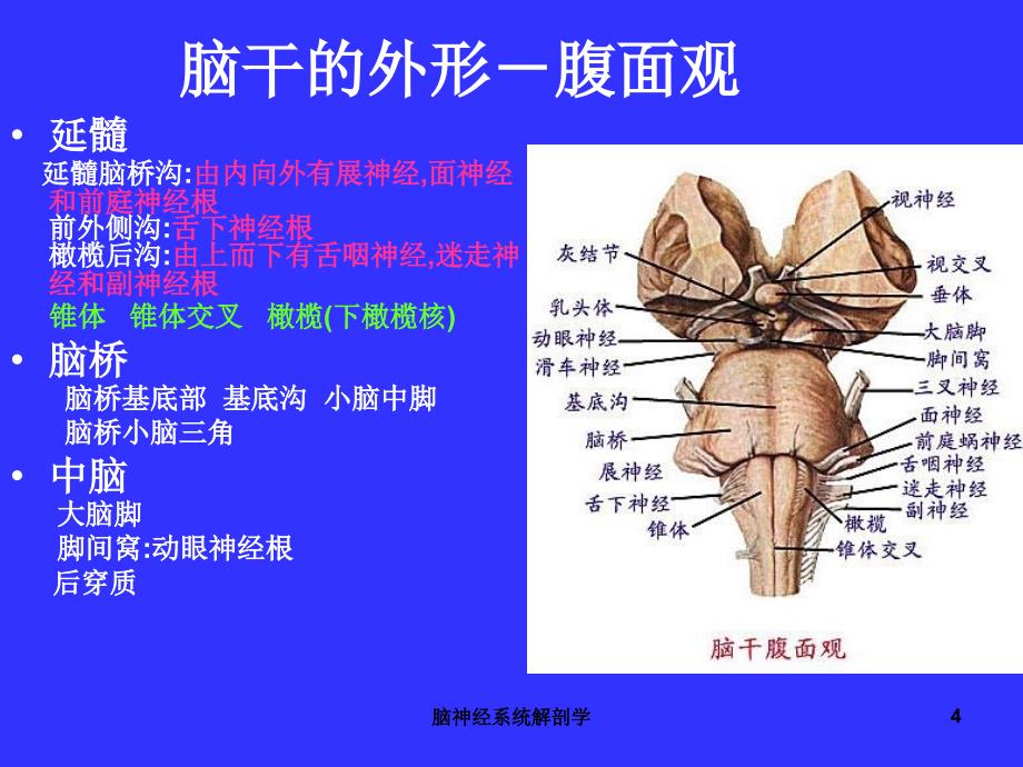 脑神经系统解剖学课件_第4页