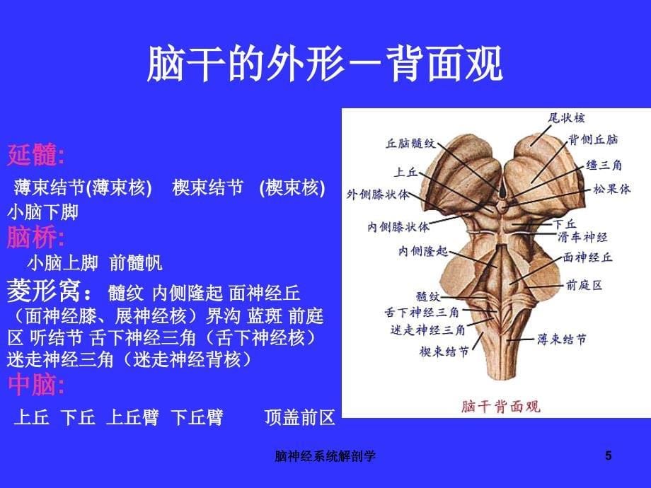 脑神经系统解剖学课件_第5页