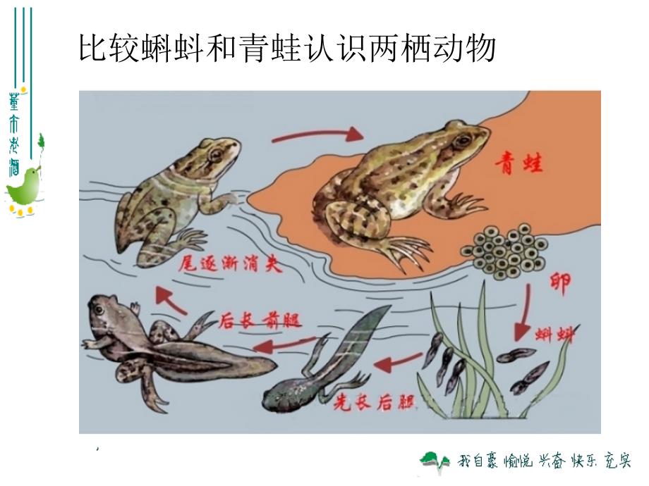 最新人教版八年级生物上册第一章第五节_两栖动物和爬行动物(上课用)_第3页