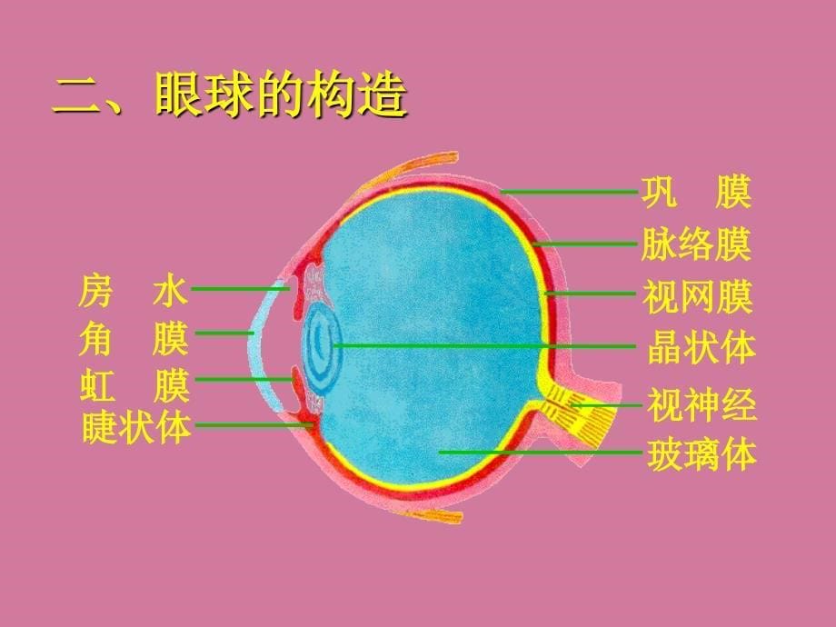 生物12.2感受器和感觉器官ppt课件_第5页