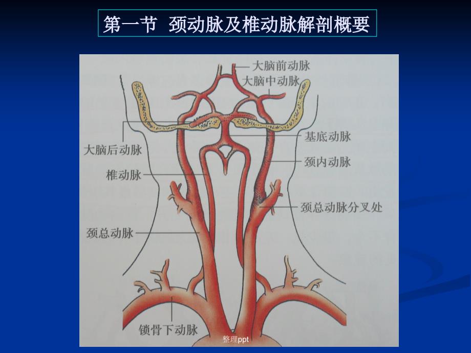 全系颈动脉疾病B超诊断图解1_第2页