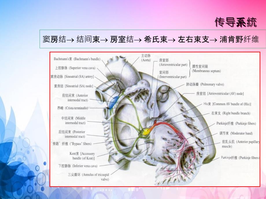 心律失常大学课件_第4页