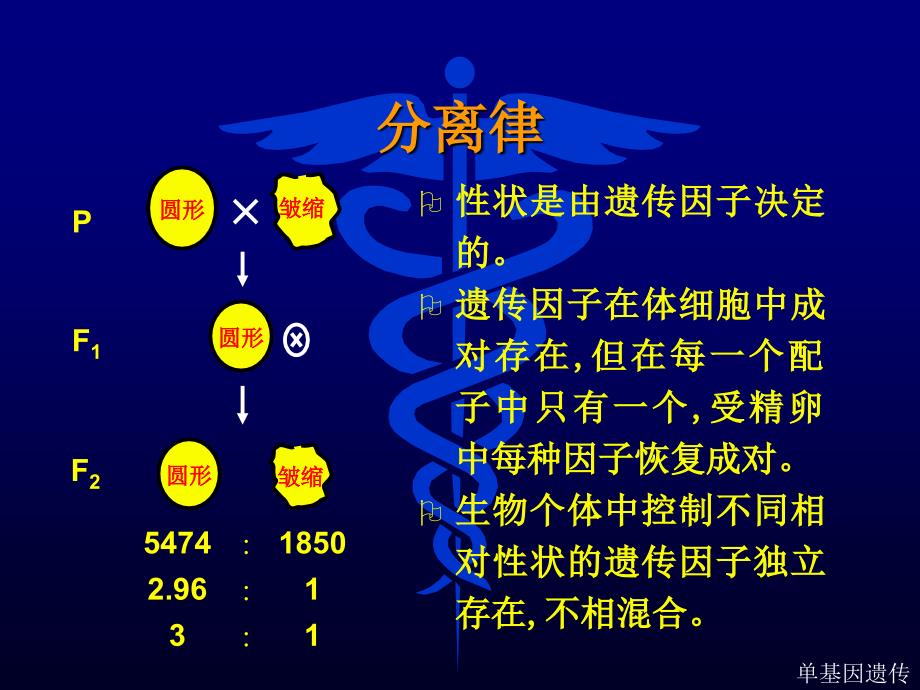 第四章规律单基因遗传_第3页