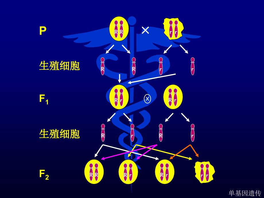 第四章规律单基因遗传_第4页