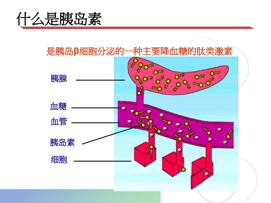 胰岛素治疗护理PPT课件_第4页