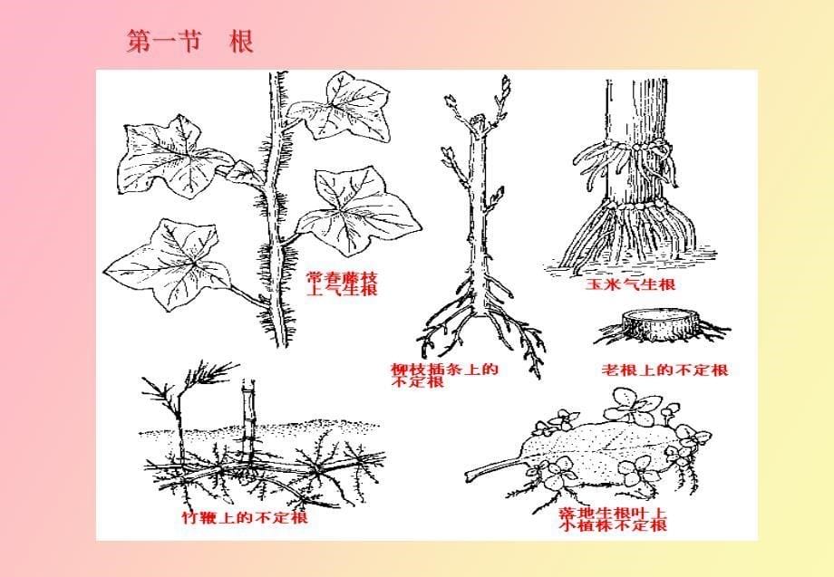 药用植物的根和茎_第5页