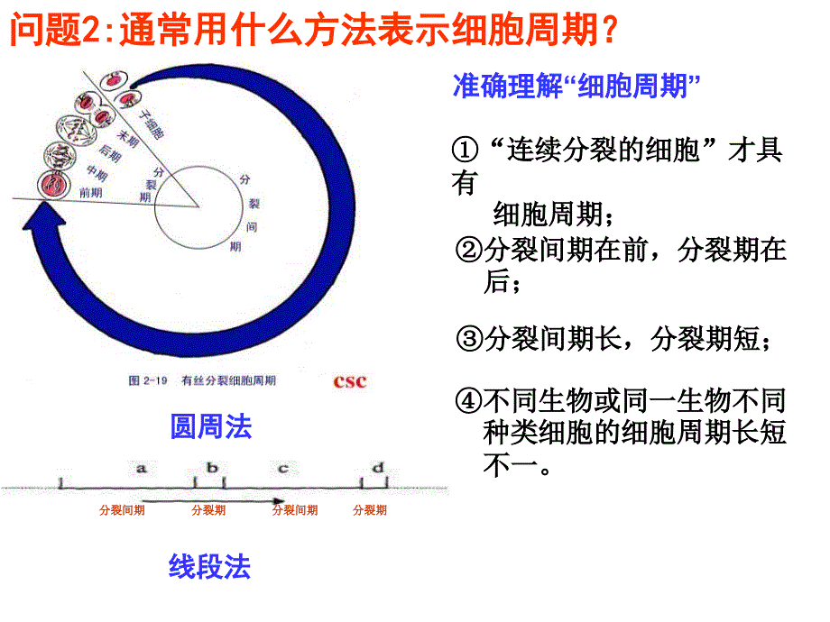 细胞分裂总复习演示图_第3页