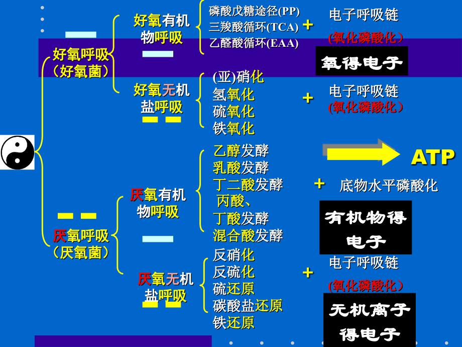 环境微生物学教学课件12产能代谢与呼吸_第4页