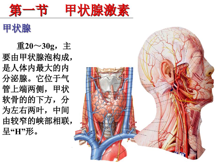 甲状腺激素及抗甲状腺药_第4页