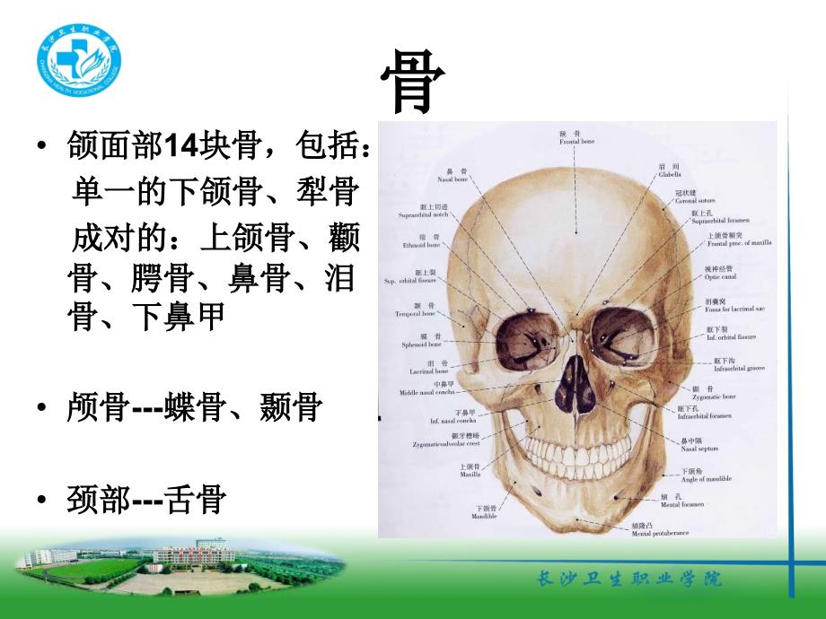 9口腔颌面系统解剖上颌骨_第3页