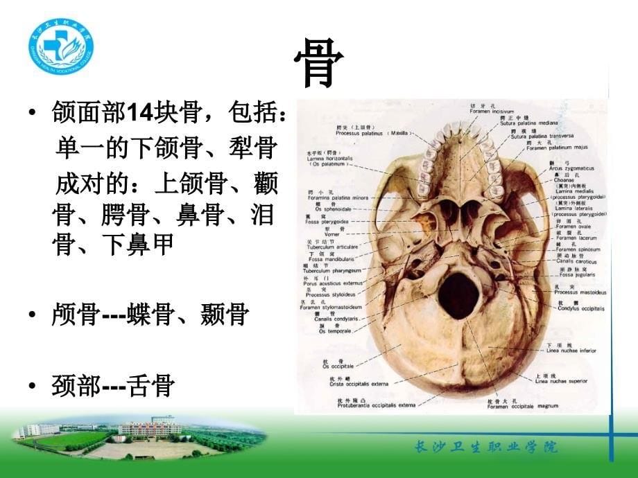 9口腔颌面系统解剖上颌骨_第5页