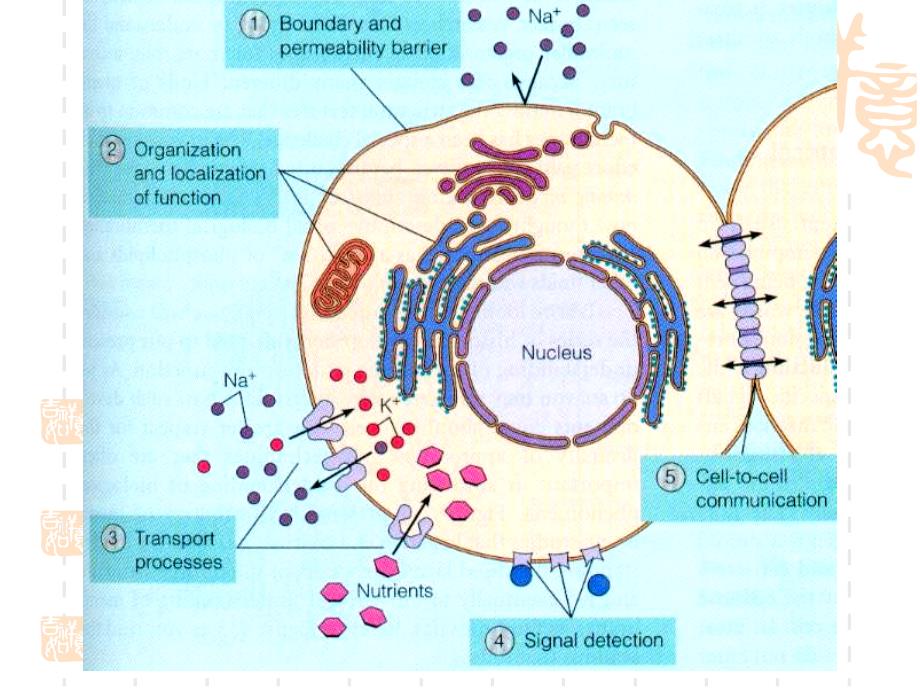 医学细胞生物学课件：2 Cell Membrane_第3页