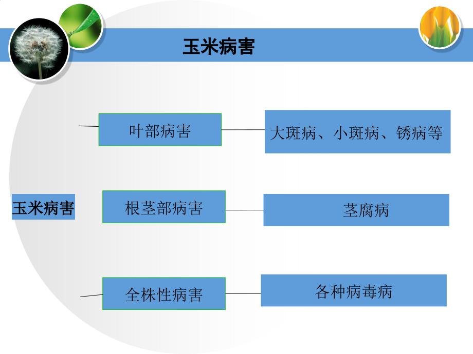 玉米主要病虫害及其防治课件_第4页