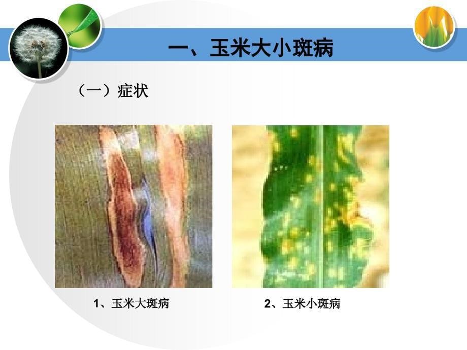 玉米主要病虫害及其防治课件_第5页