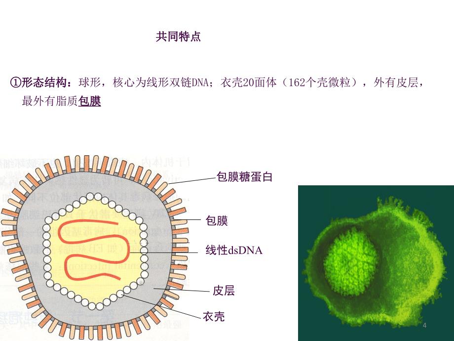 2单纯疱疹病毒ppt课件_第4页