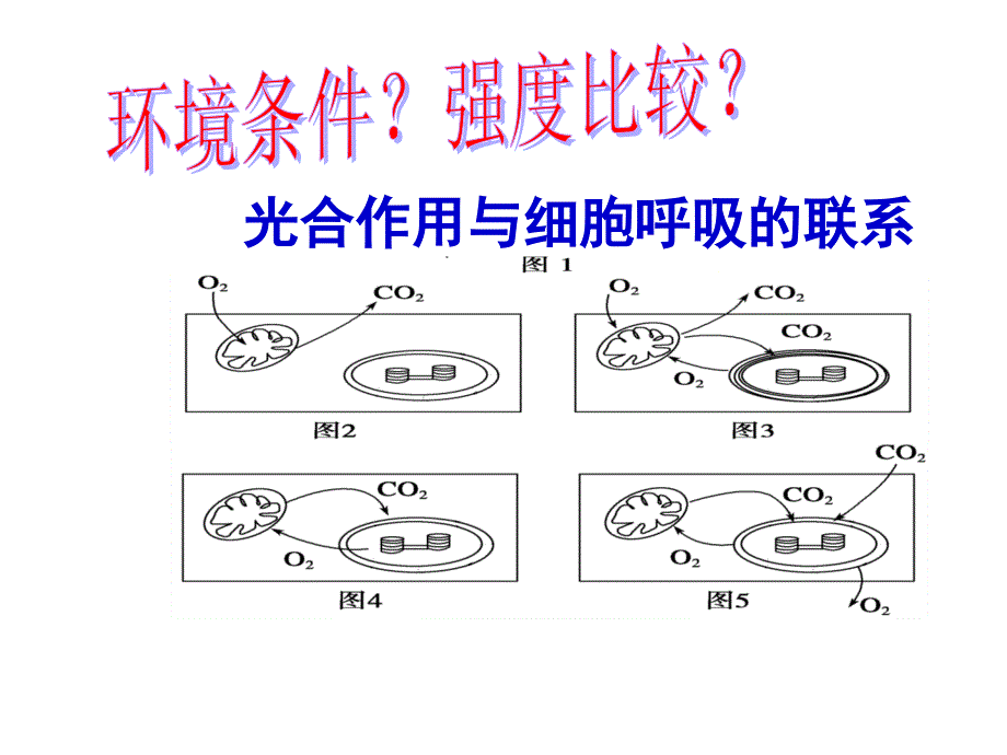 光合作用与细胞呼吸的关系.ppt_第4页