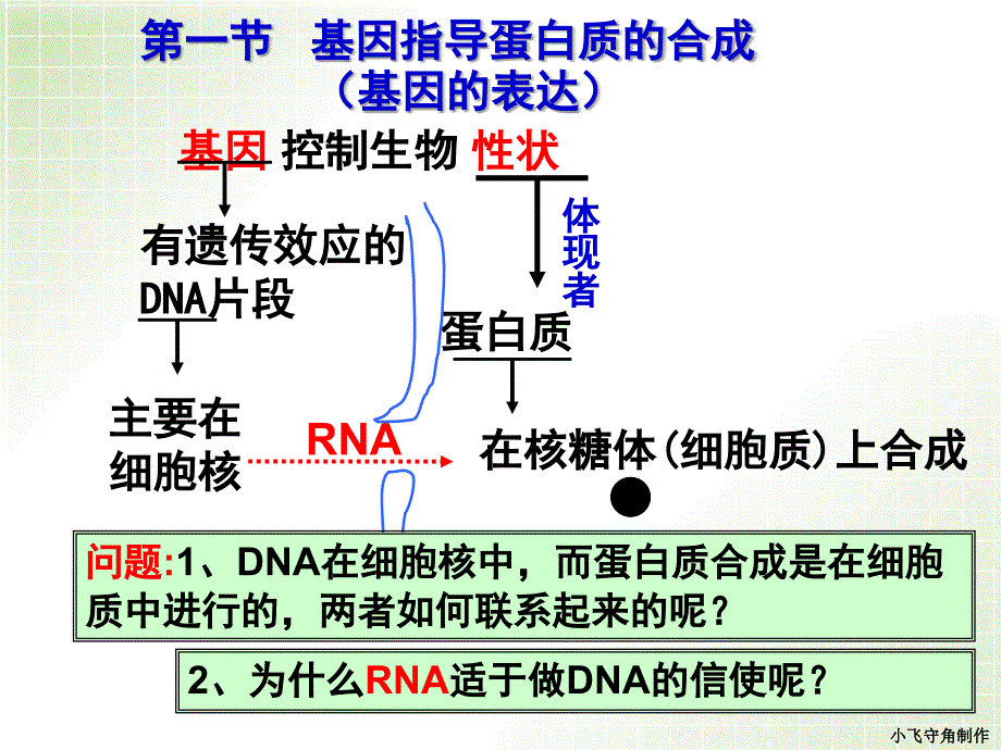 一轮复习基因的表达_第3页