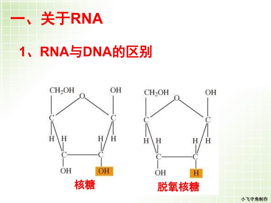 一轮复习基因的表达_第4页