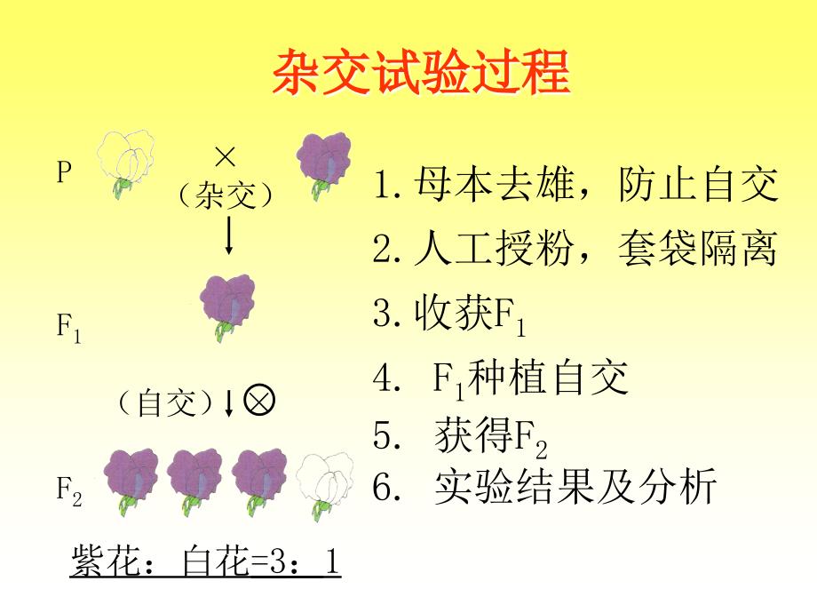 第一节基因的分离定律名师编辑PPT课件_第3页