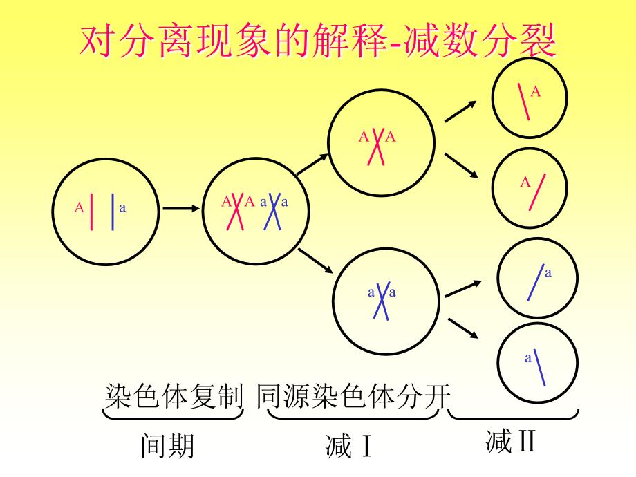 第一节基因的分离定律名师编辑PPT课件_第4页