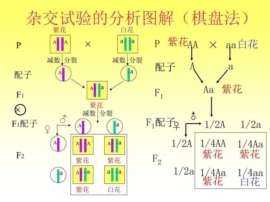 第一节基因的分离定律名师编辑PPT课件_第5页