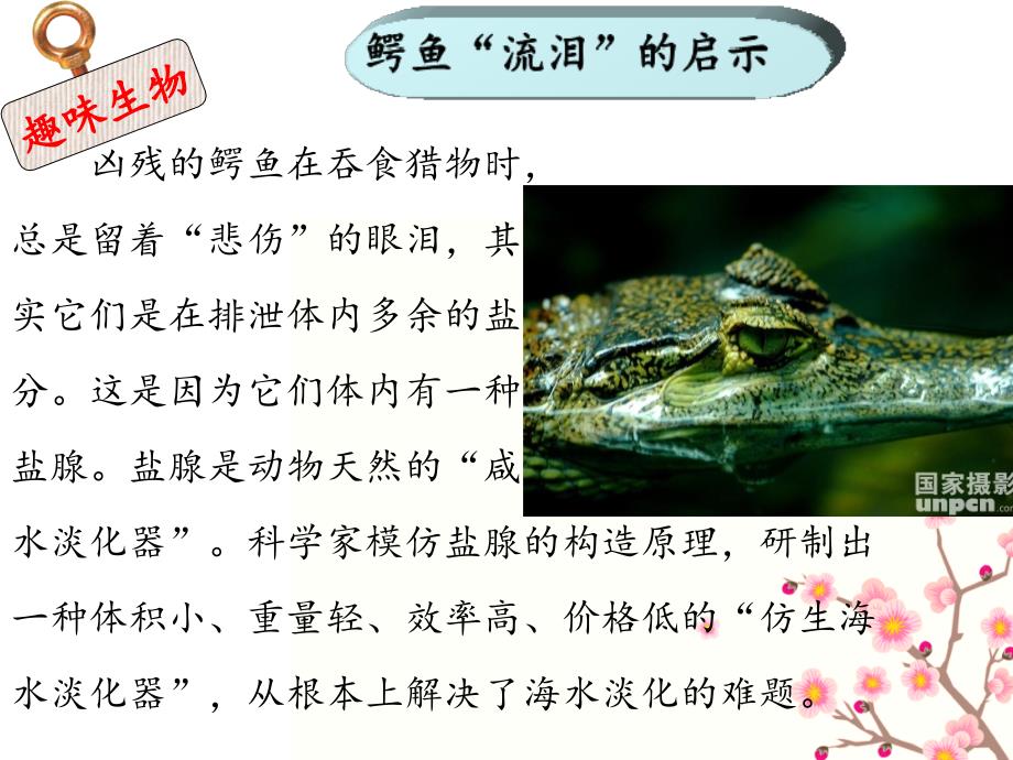 初中生物课前小知识.ppt_第2页