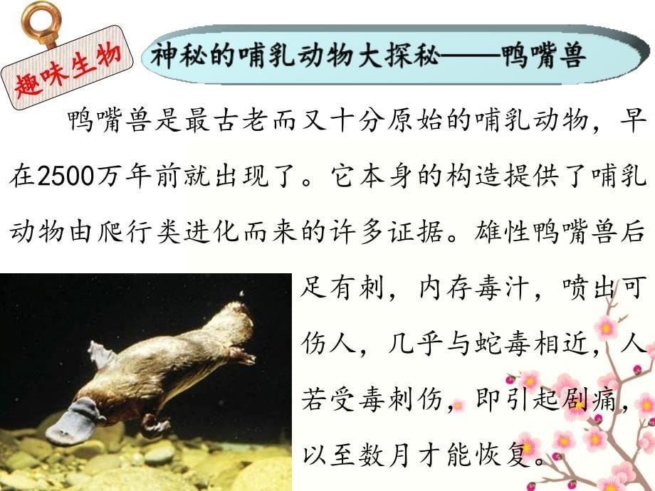 初中生物课前小知识.ppt_第5页