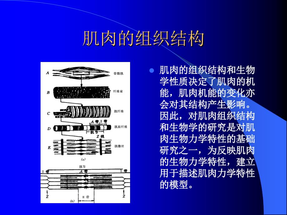 运动生物力学多媒体教学第六章_第4页