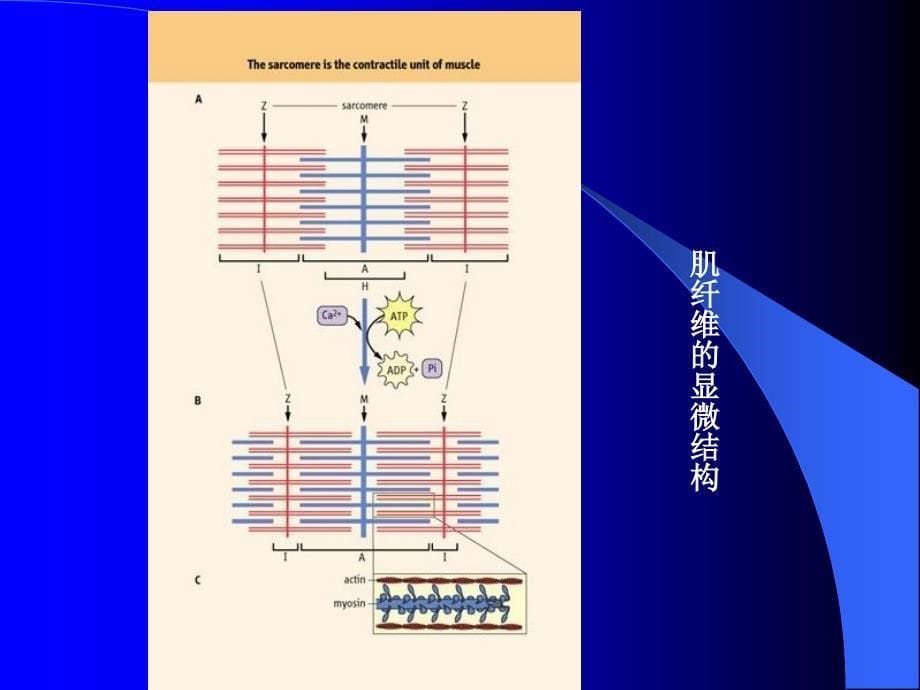 运动生物力学多媒体教学第六章_第5页