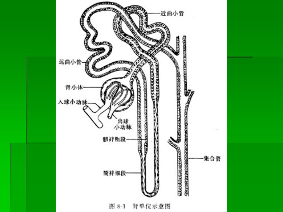 医学院大学肾功能衰竭_第3页