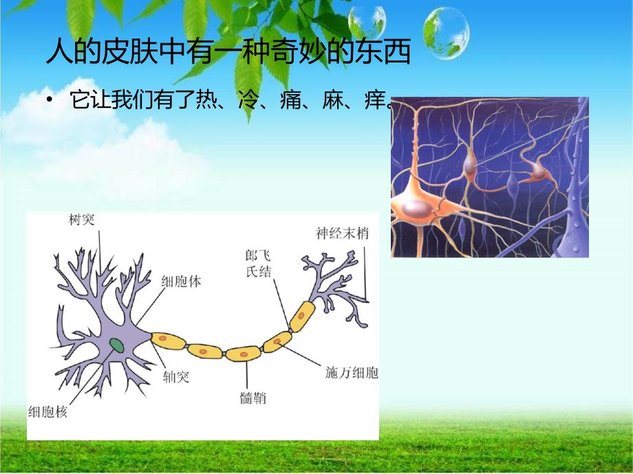 敏感的神经转盘PPT课件_第4页