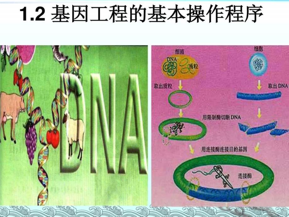 基因工程的基本操作程序精品课件_第1页