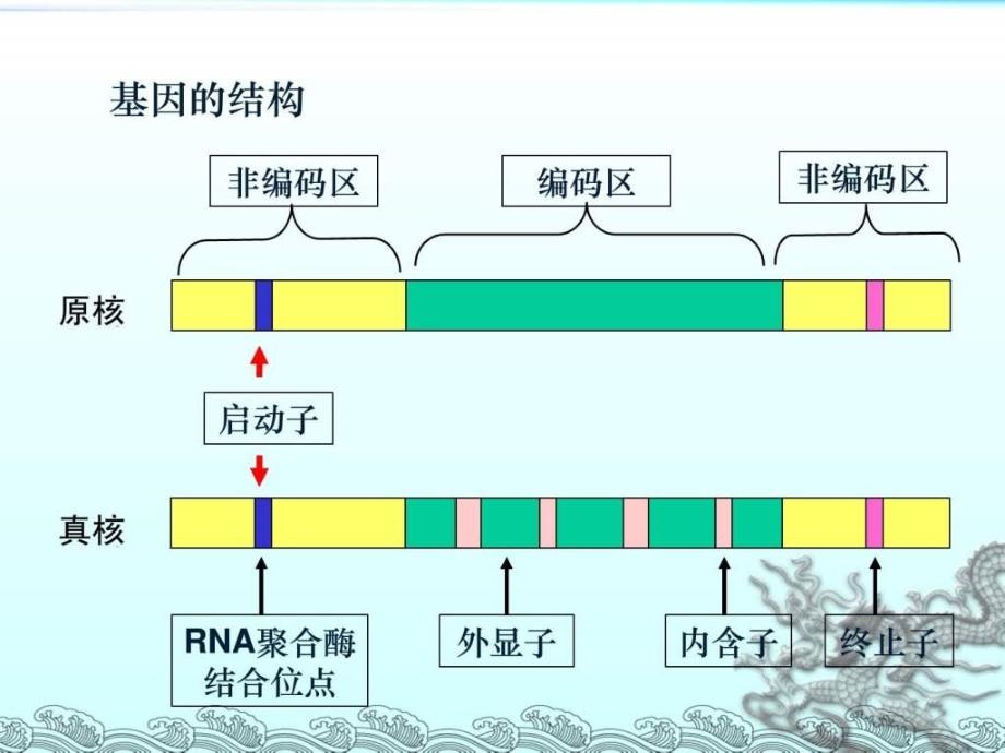 基因工程的基本操作程序精品课件_第4页