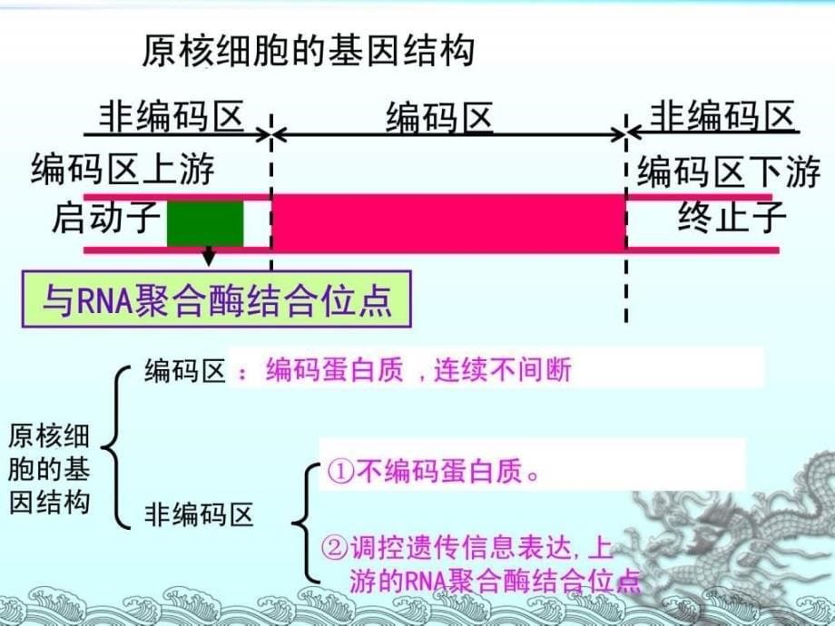 基因工程的基本操作程序精品课件_第5页